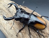 【WD】《セアカフタマタ(パリーフタマタ) 80.5mm ペア》