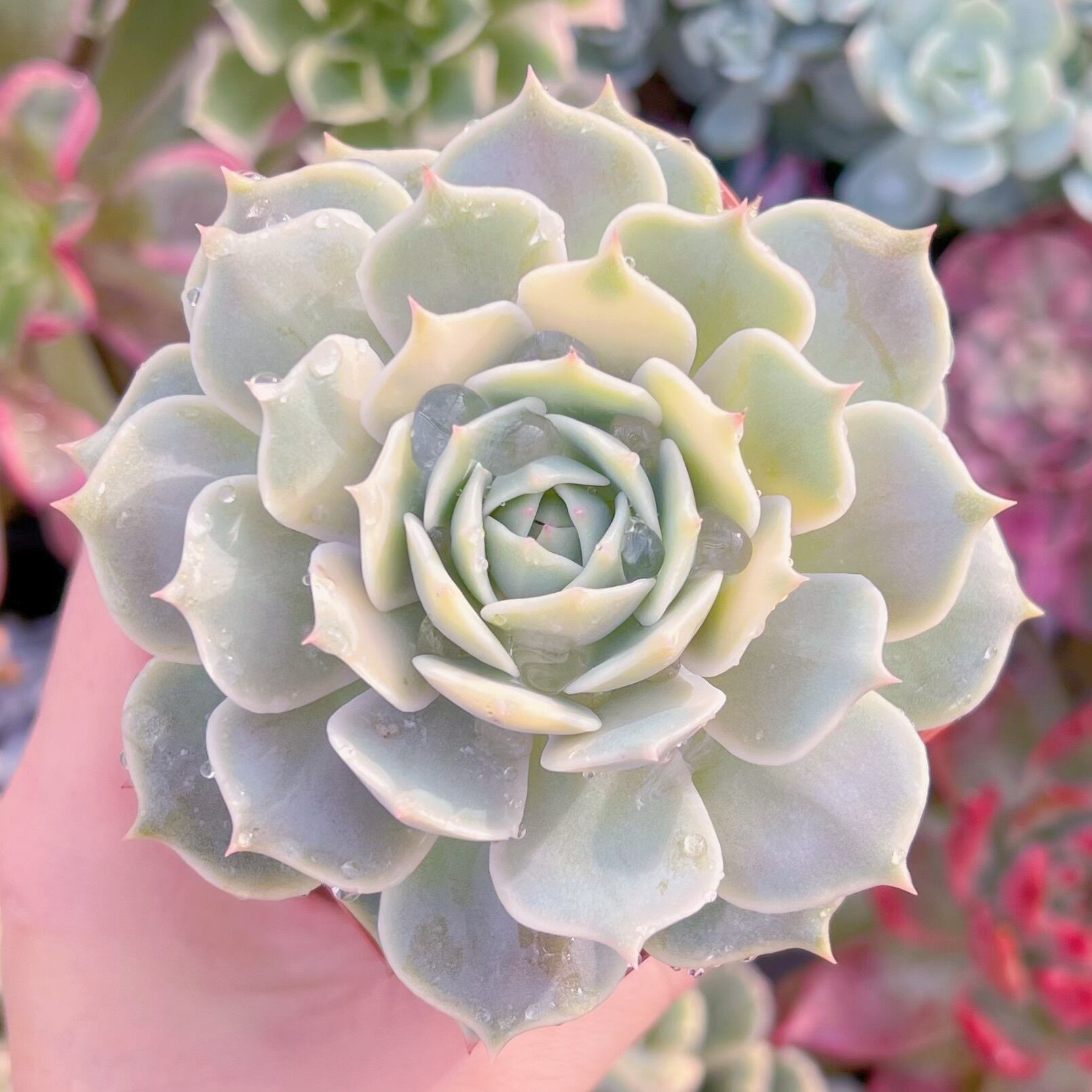 現品　ローラ#237   るる農園