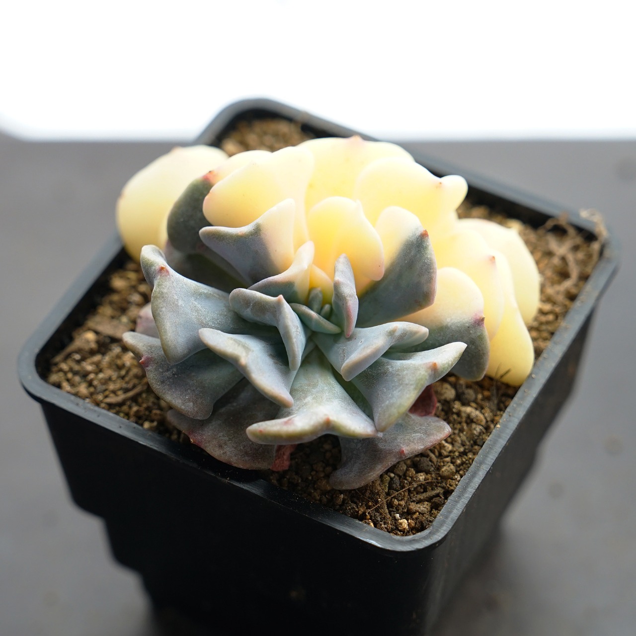 選べる抜き苗 エキゾチック錦 Echeveria 'Exotic Variegated'