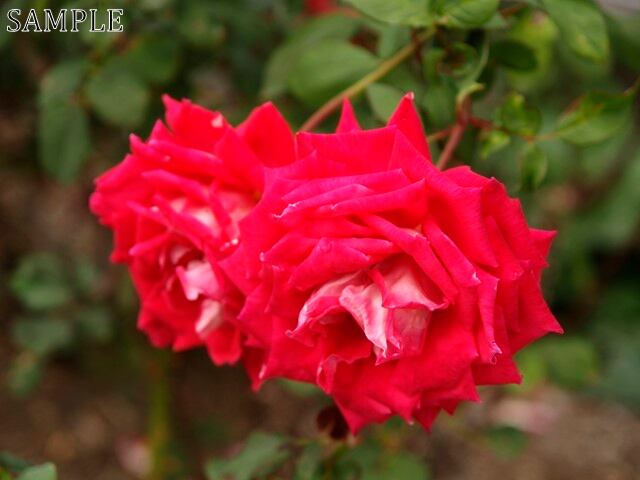 薔薇　モンシェリ  JPEG