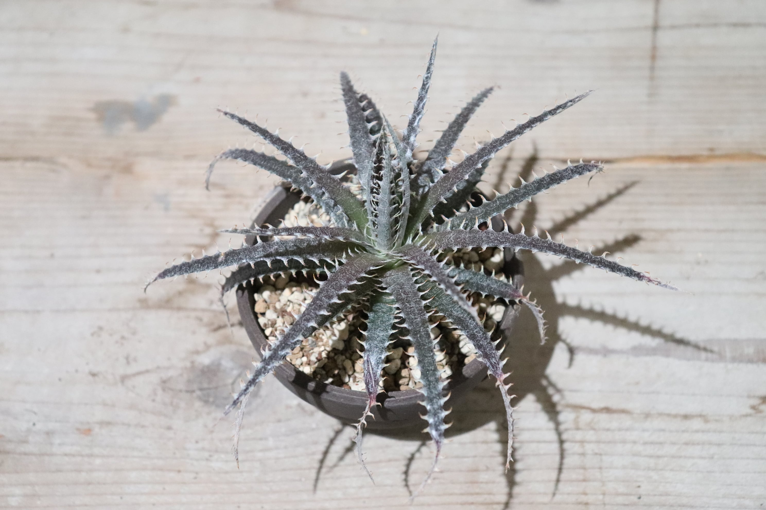 抜き苗送料無料】8PP x 'Jaws'〔ディッキア〕現品発送D0414 | plane plants