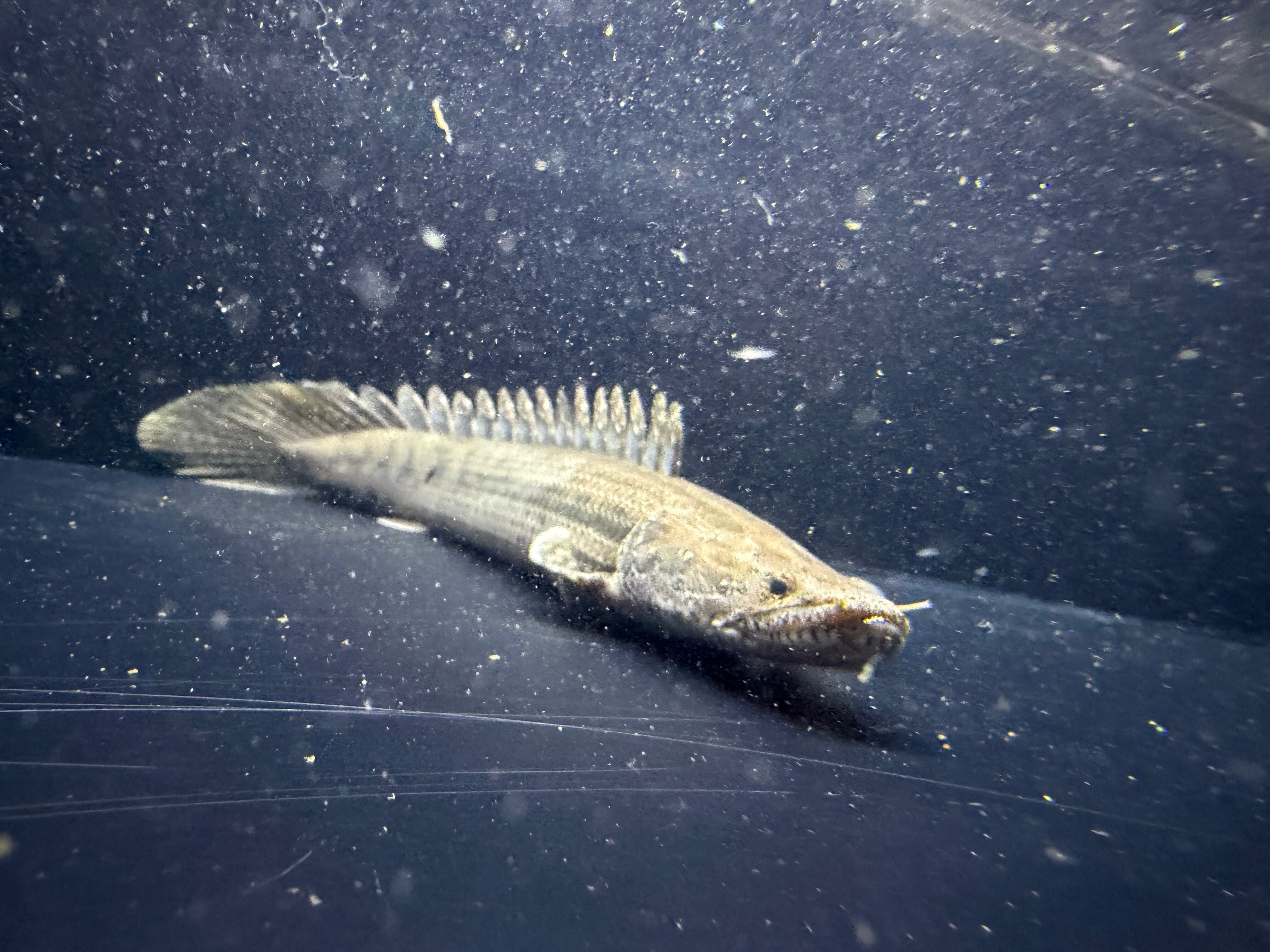 ALL ITEM | アフリカ熱帯魚専門店わいるどもん