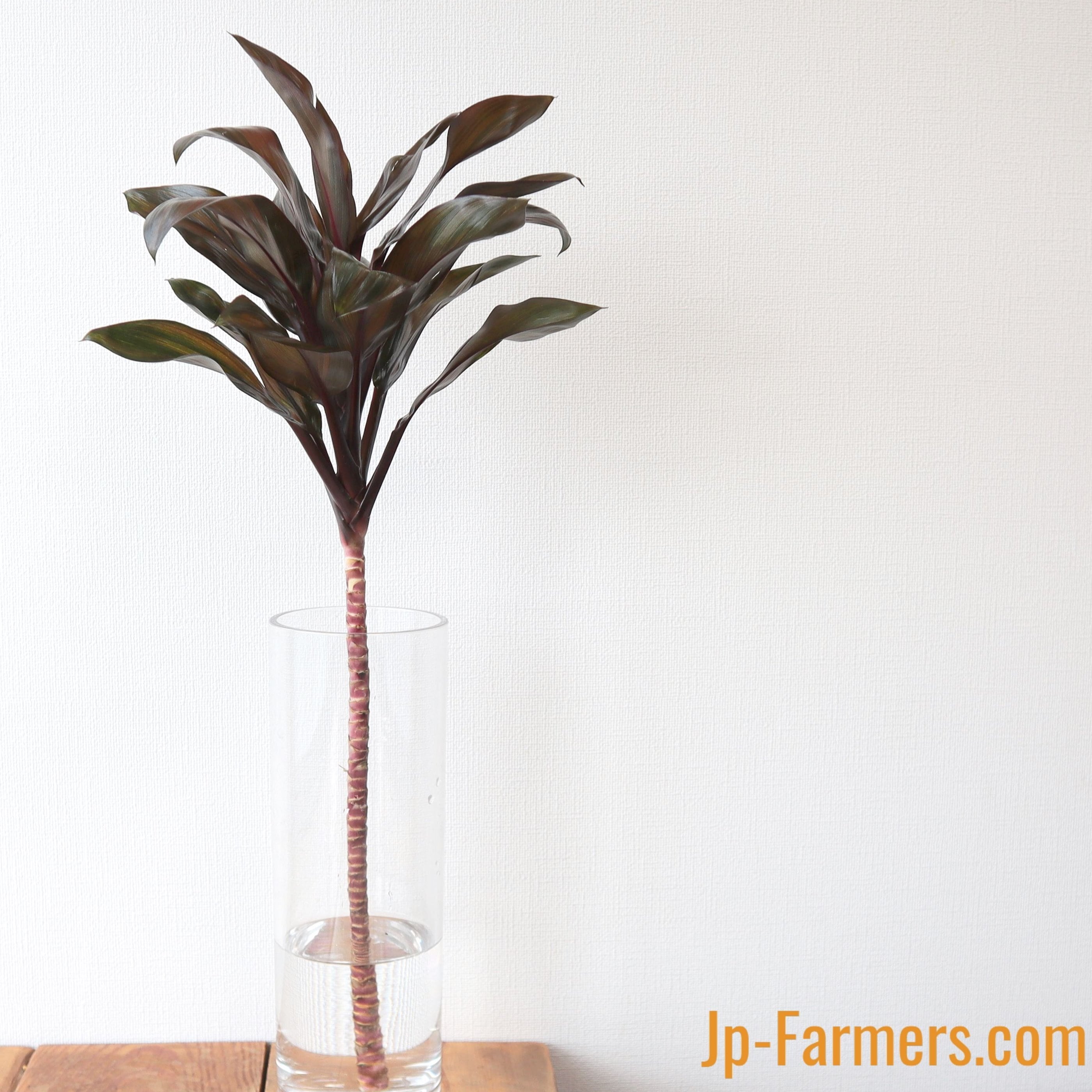 レッドコンパクター 』 5本 | 新鮮お花問屋 Jp-Farmers.com