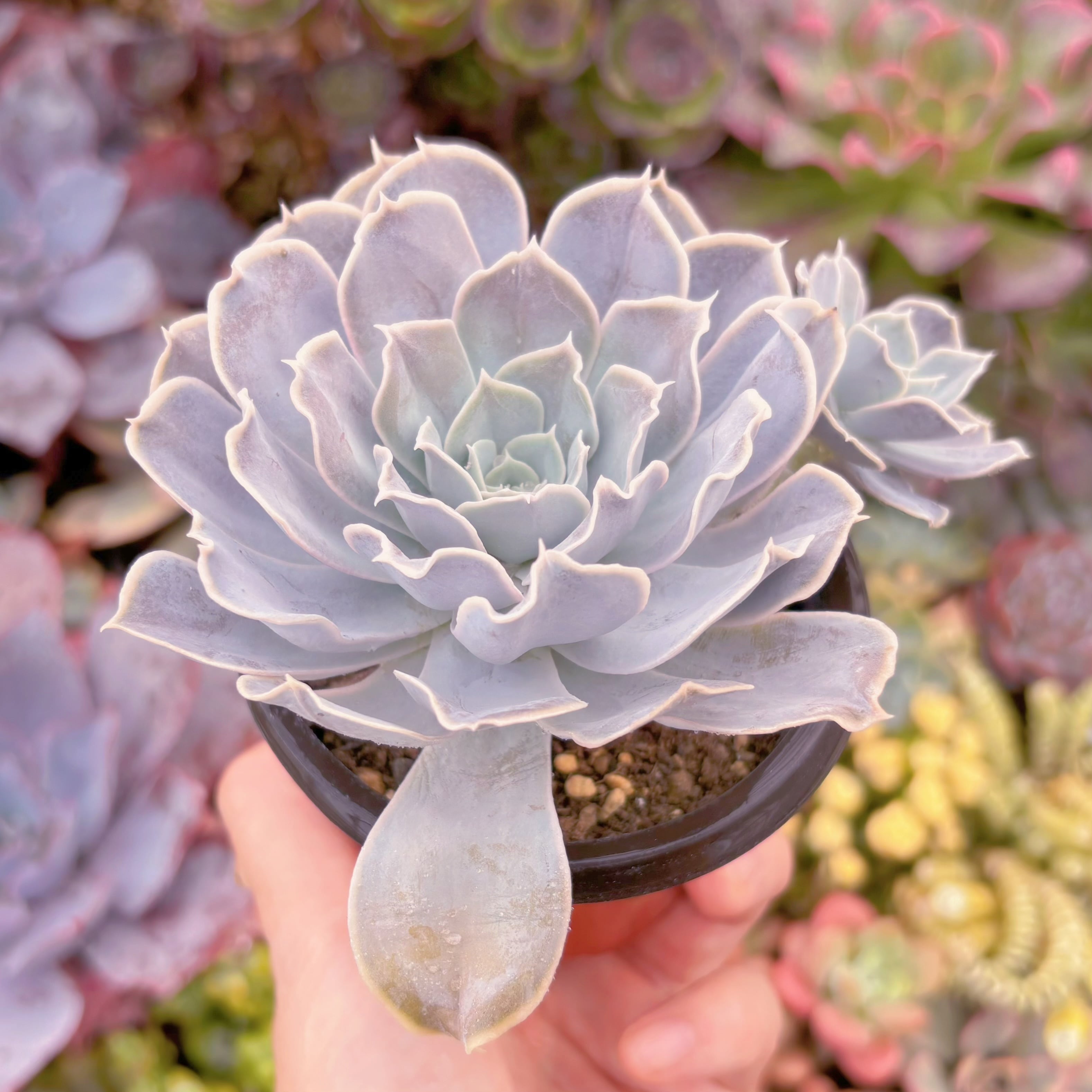 現品 ルンヨニー サンカルロス#919 大苗 るる農園 | るる農園~多肉植物専門
