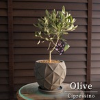 創樹 Olive オリーブの木 4.5号 陶器鉢 SOUJU Cipressino シプレッシーノ オリーブ 盆栽 DGY
