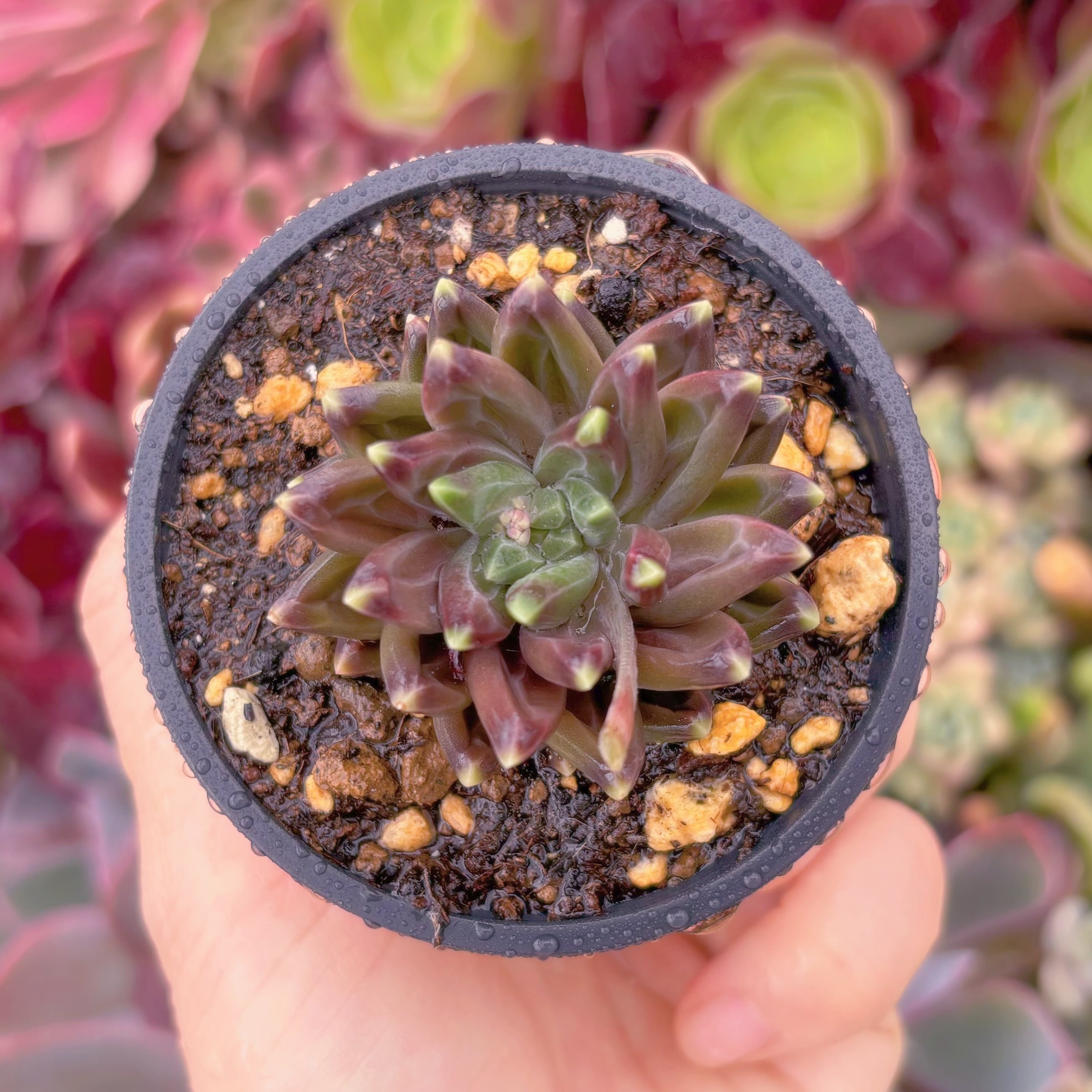 現品　グラウカ#644　るる農園