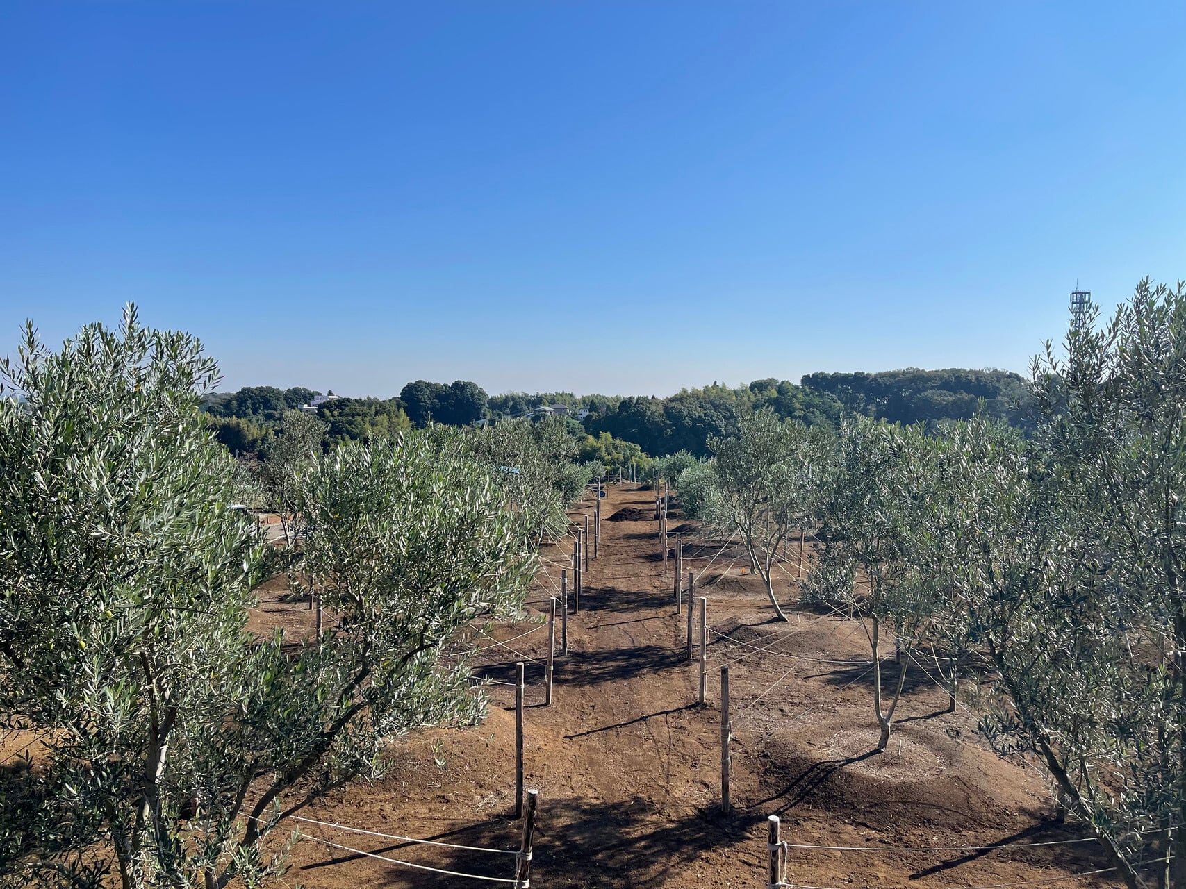 【予約販売開始！】横浜オリーブ  No.5 Viento Fresco エクストラバージンオリーブオイル 120ml（発送は12月15日～）