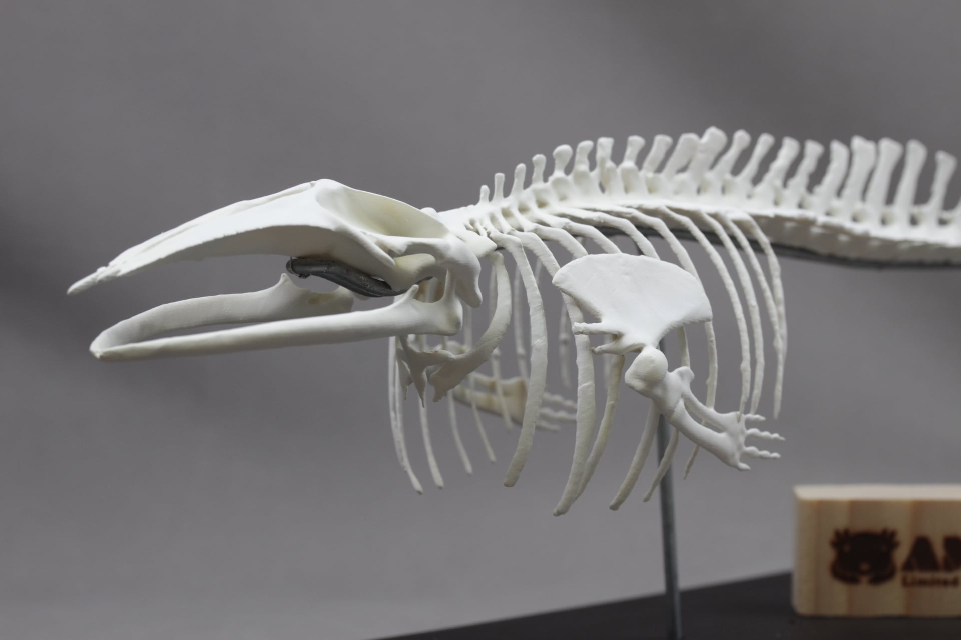 クジラ骨　まとめ売り ミンククジラ 全身骨格レプリカ 40cm | アンフィ合同会社