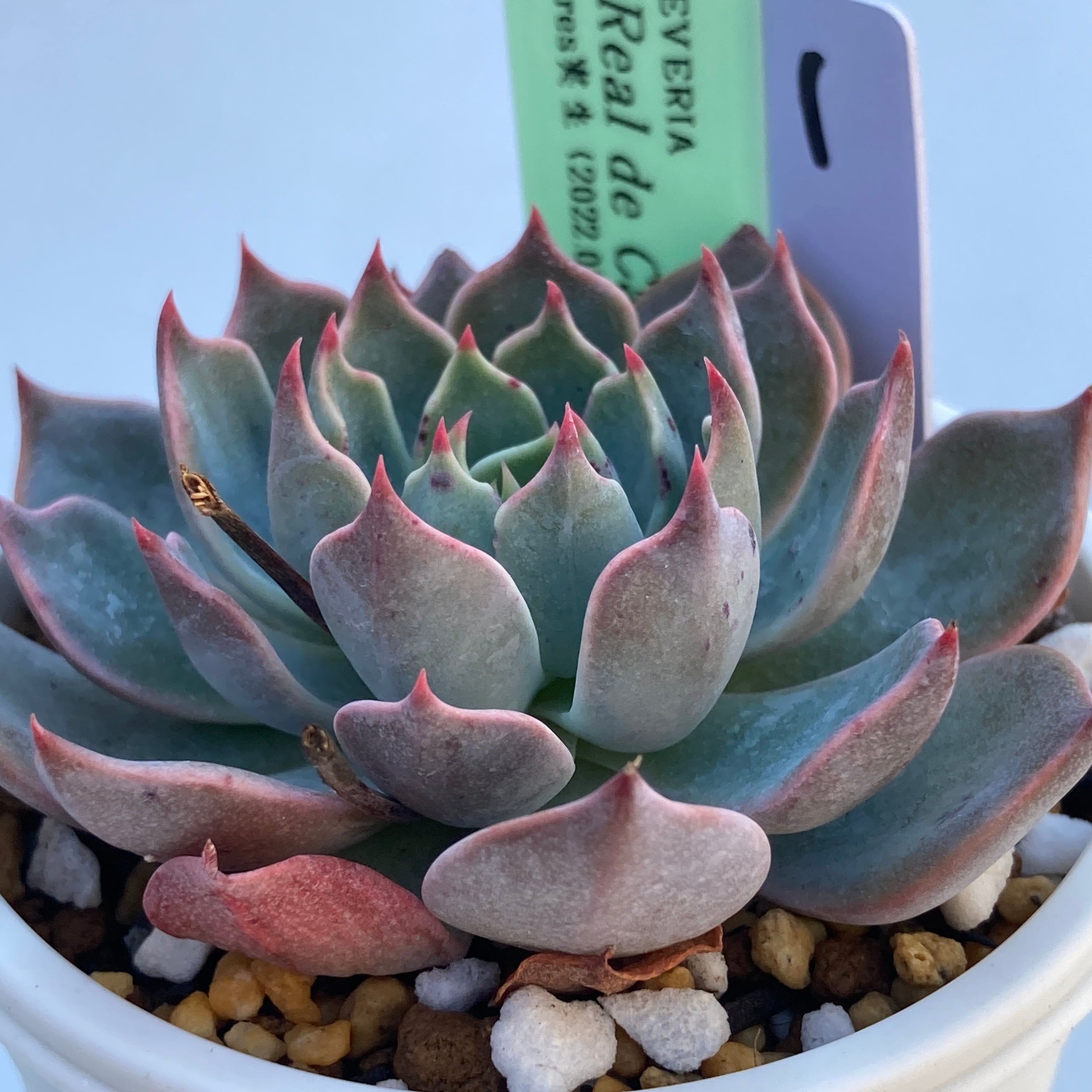 現物商品】ECHEVERIA sp Real de Catorce ① 実生苗 | 多肉植物研究所