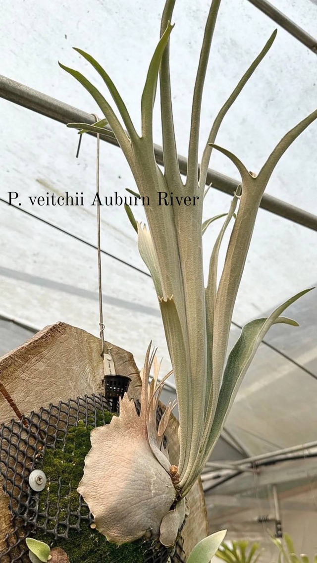 P. veitchii Auburn River, P. willinckii cv. Sailor Moon Select 【artPLANTs/PLANTS GARAGE】 ビカクシダ/Platycerium