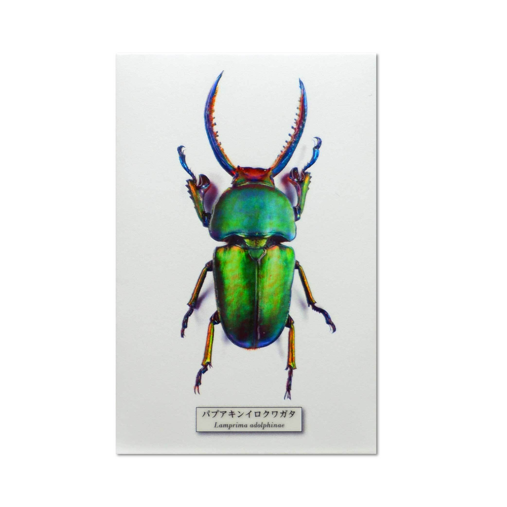 でこぽち 昆虫ぽち袋 No006 パプアキンイロクワガタ（GR） | ONLINE