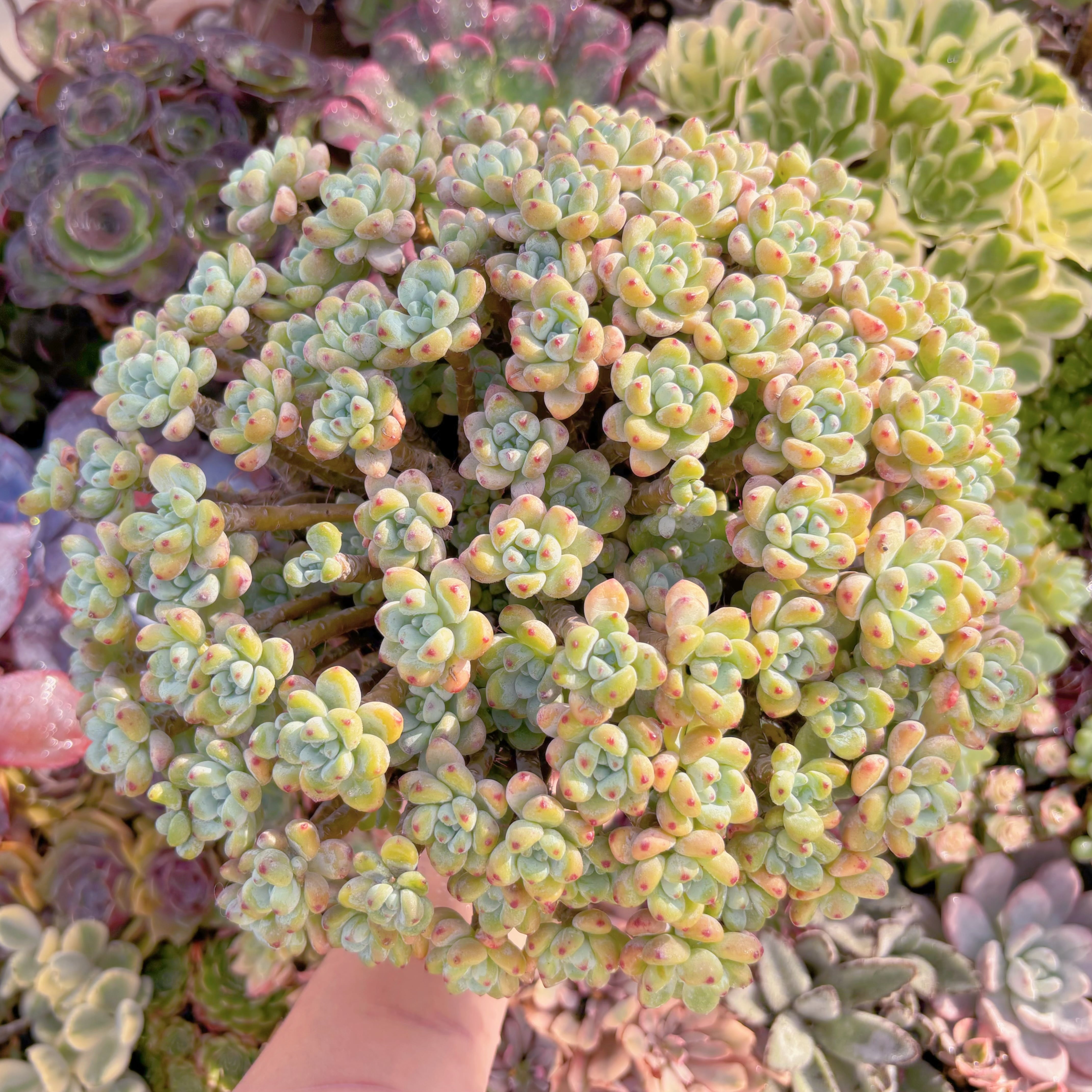 現品　ラウル#791　特特特大群生　新入荷　るる農園