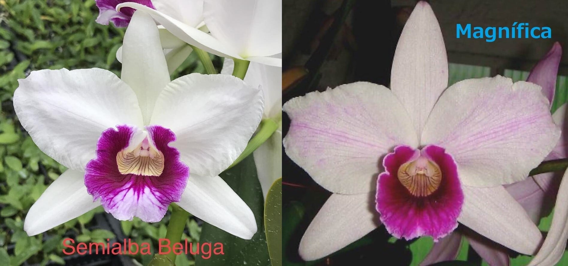 C. C. purpurata CG1760 semi-alba 'Beluga' x tipo claro 'Magnifica