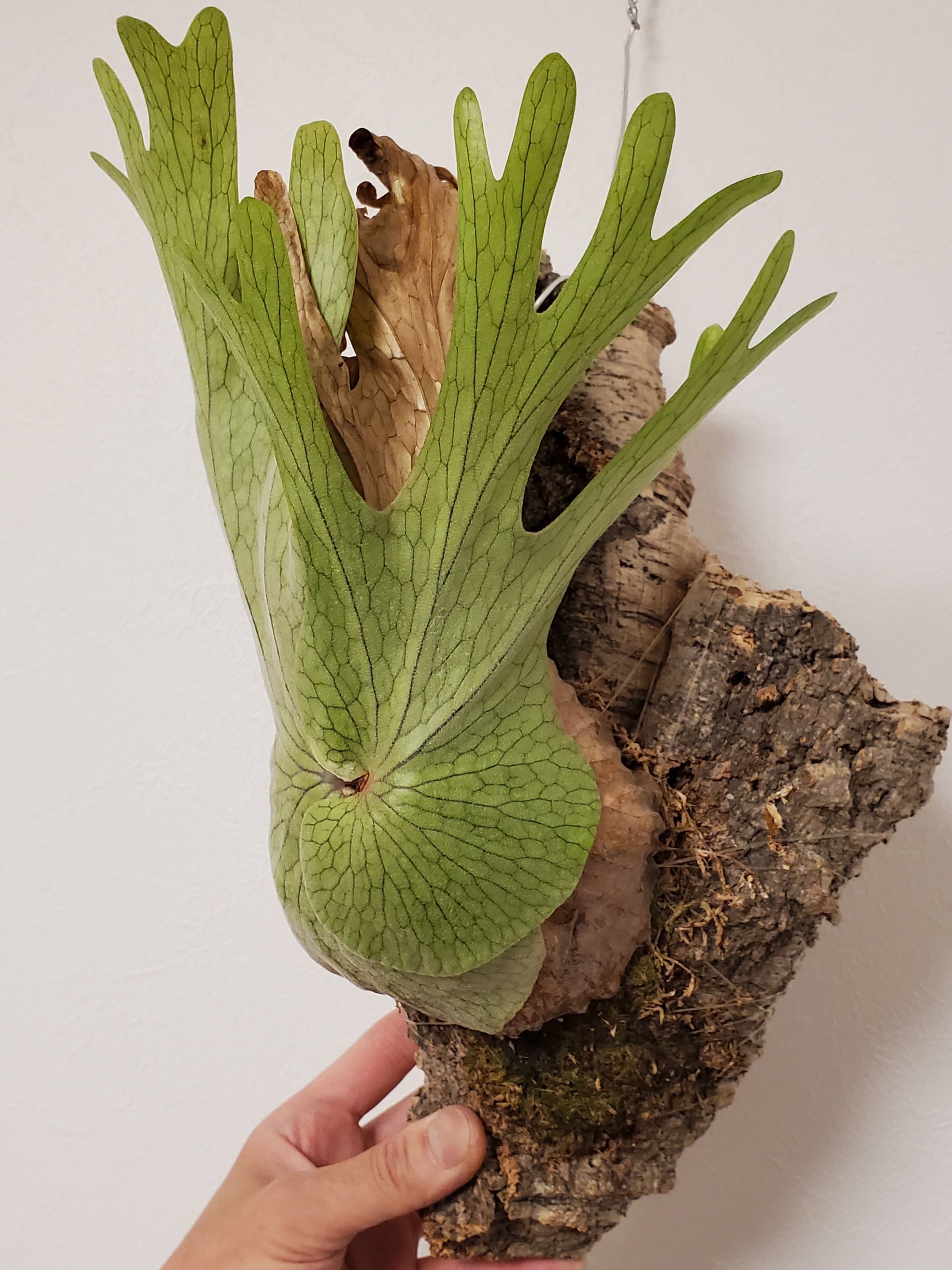 P.Superbum cv.Weitz 【artPLANTs】ビカクシダ/Platycerium