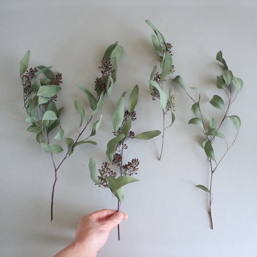 【ドライフラワー】 ユーカリ ポポラスベリー / ナチュラル グリーン