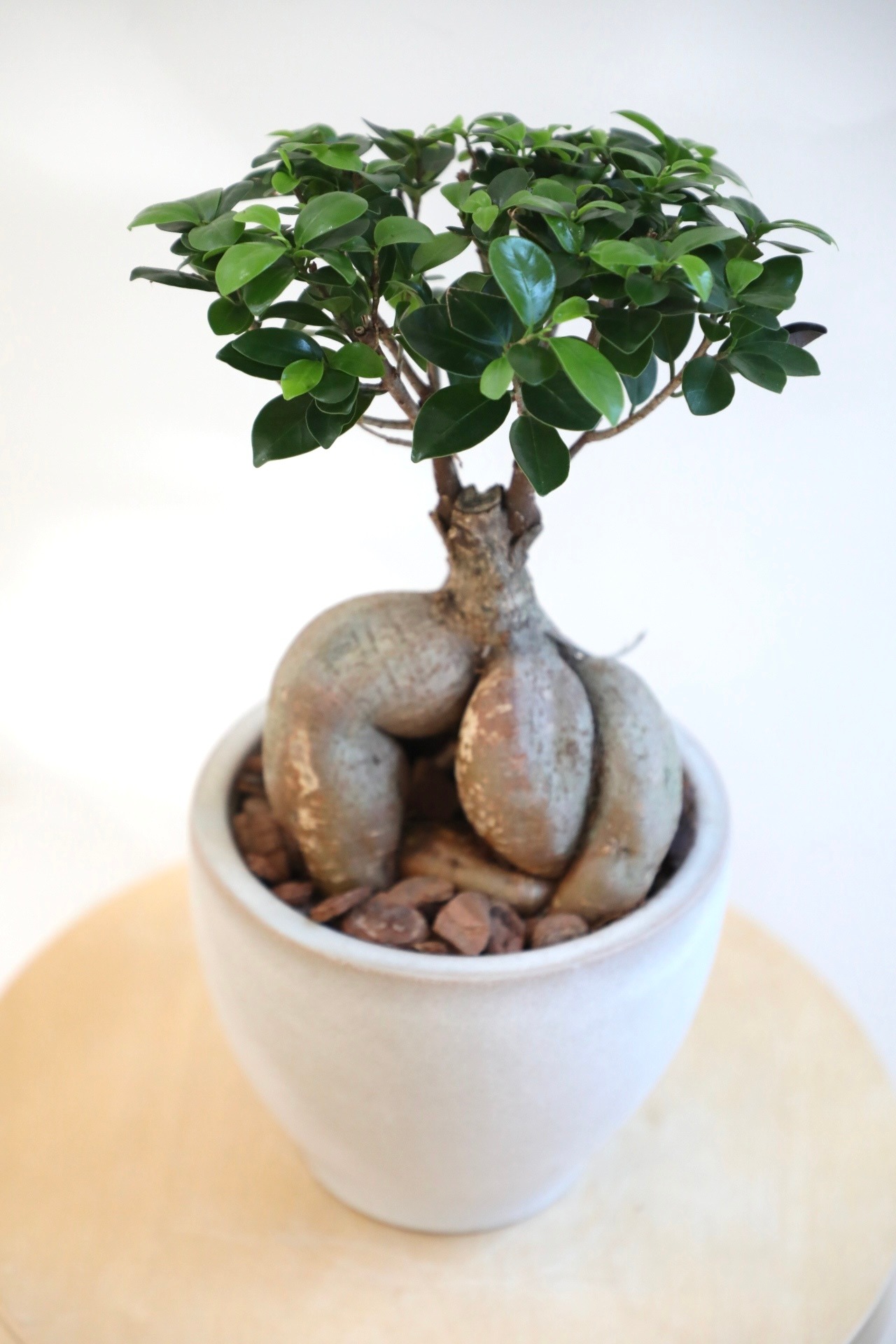 【M】ガジュマル/Ficus microcarpa