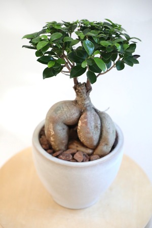 【M】ガジュマル/Ficus microcarpa