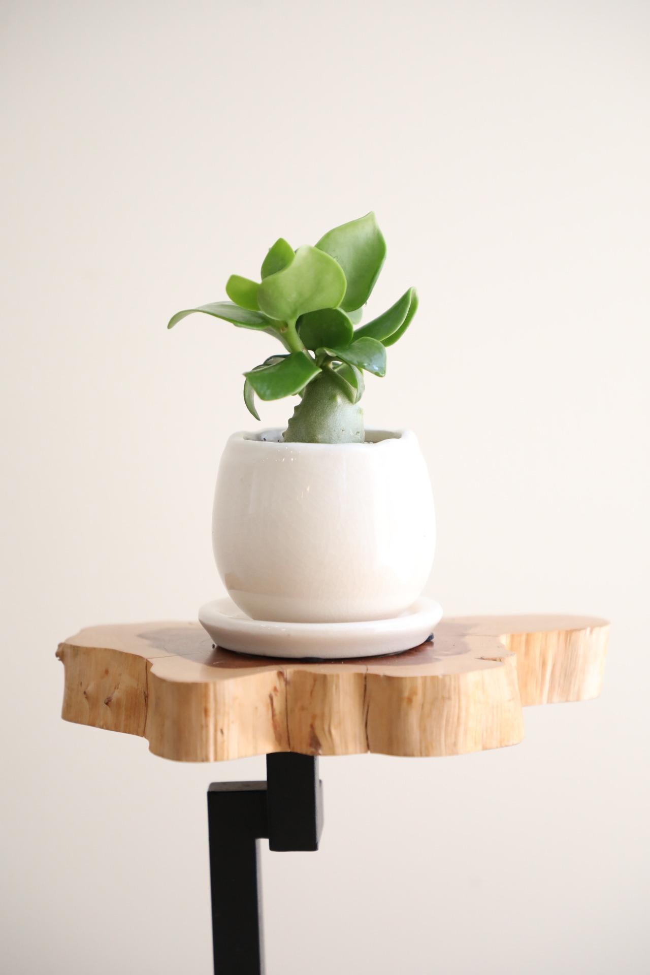 【S】ヒドノフィツム パプアナム/Hydnophytum　※陶器鉢付き