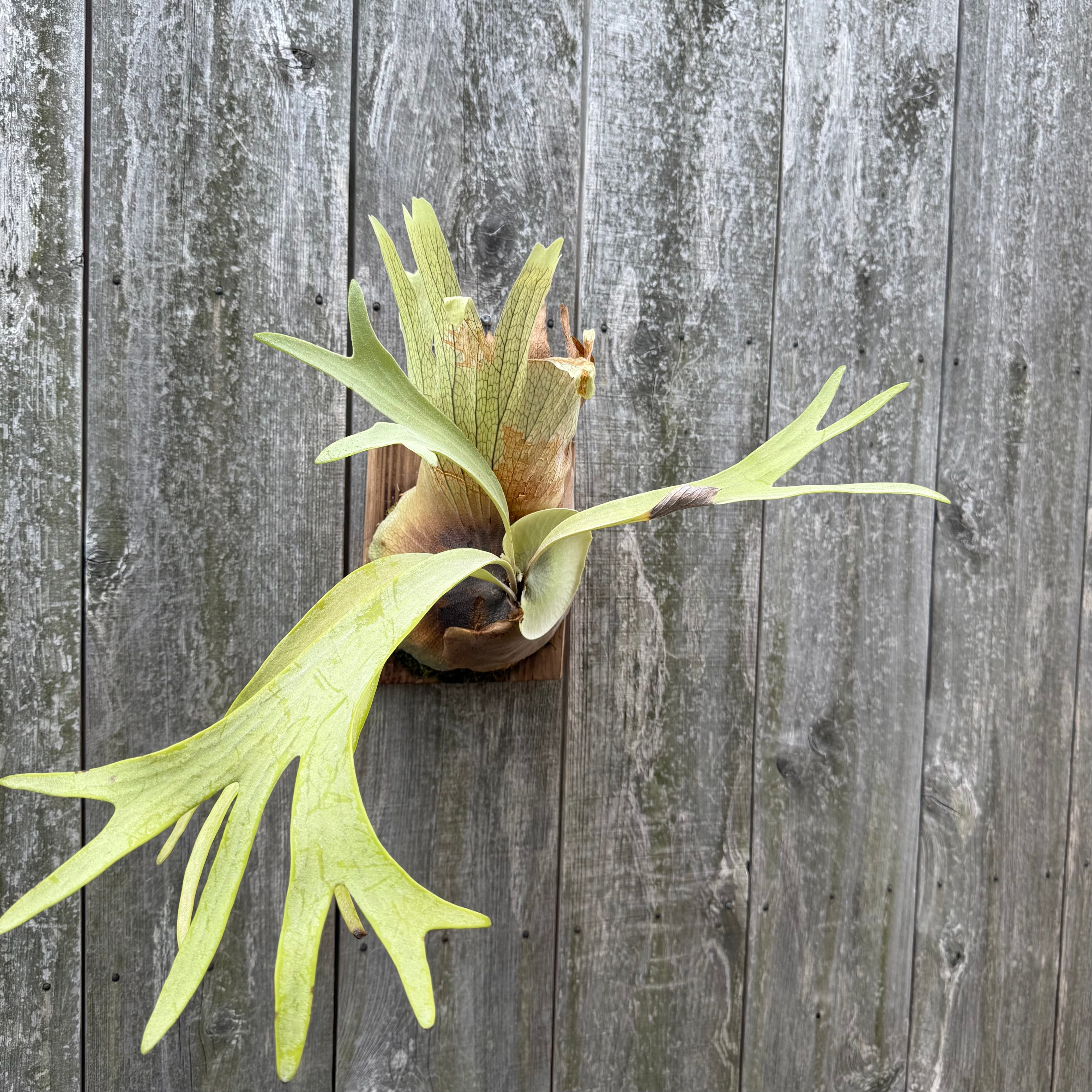 P. alcicorne Dwarf # 02 (pup) | naturefix