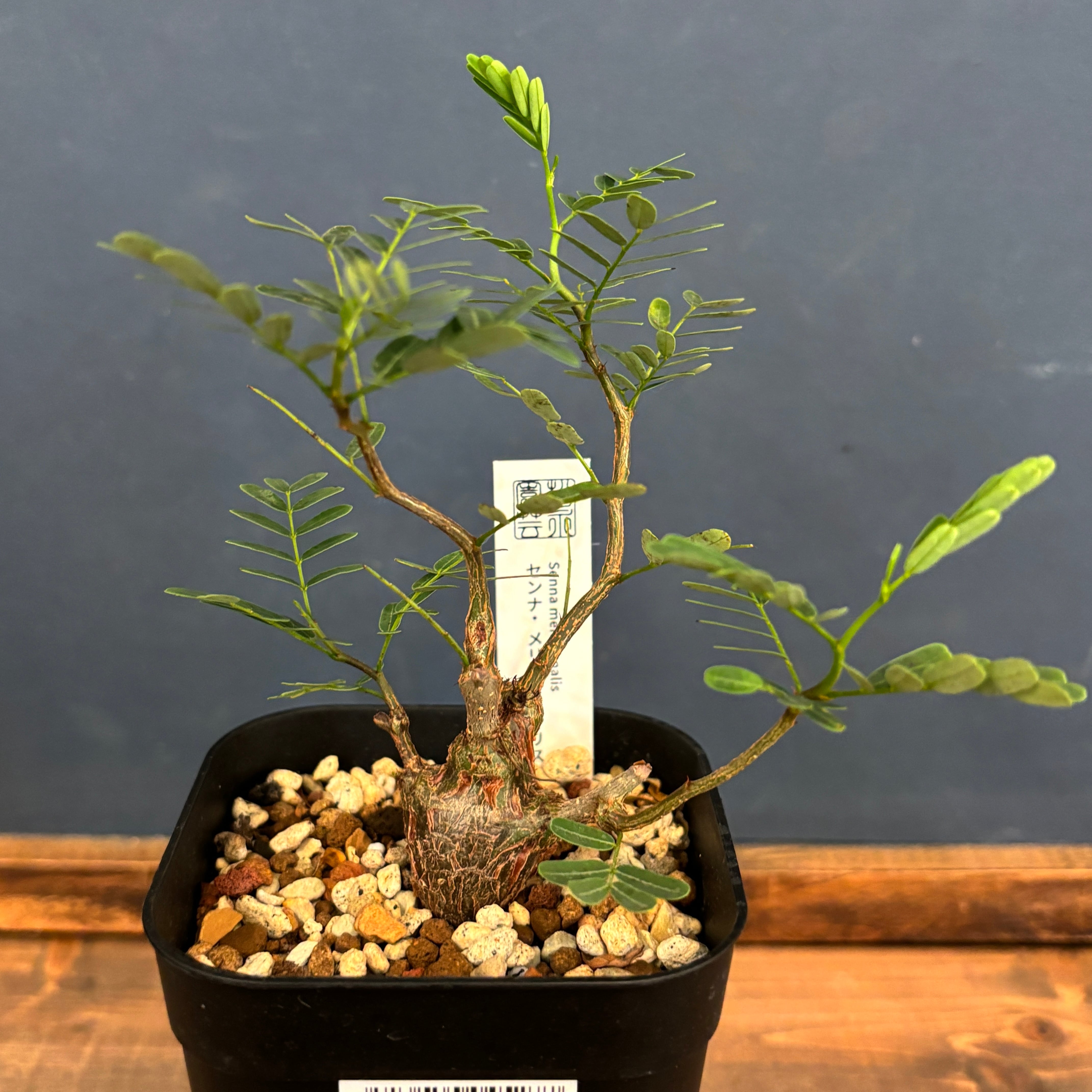 センナ・メリディオナリス ① センナ メリディオナリス【225】 | PROTOLEAF プロトリーフ