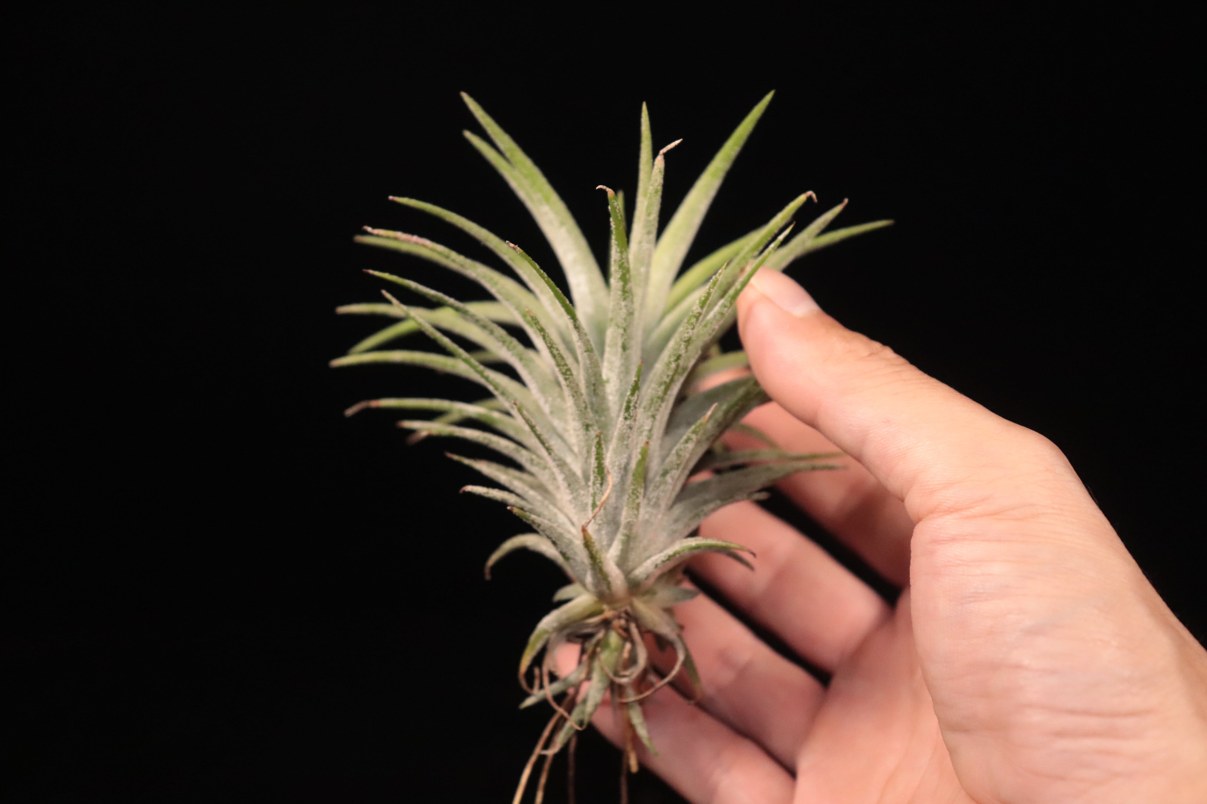 Tillandsia ionantha 'Monstrose' x vanhyningii 'Jumbo' (開花株