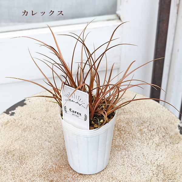 草花苗 カラーリーフ シリーズ アラビス プラチーナ カレックス