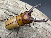 【WD】《オキピタリスノコギリ原名亜種 パロロ パル産 46.5mm ペア》