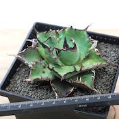 抜き苗 ハデス Agave titanota 'Hades'