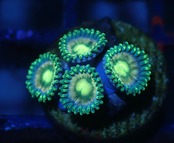 SelectionAussieShip Zoanthus 11