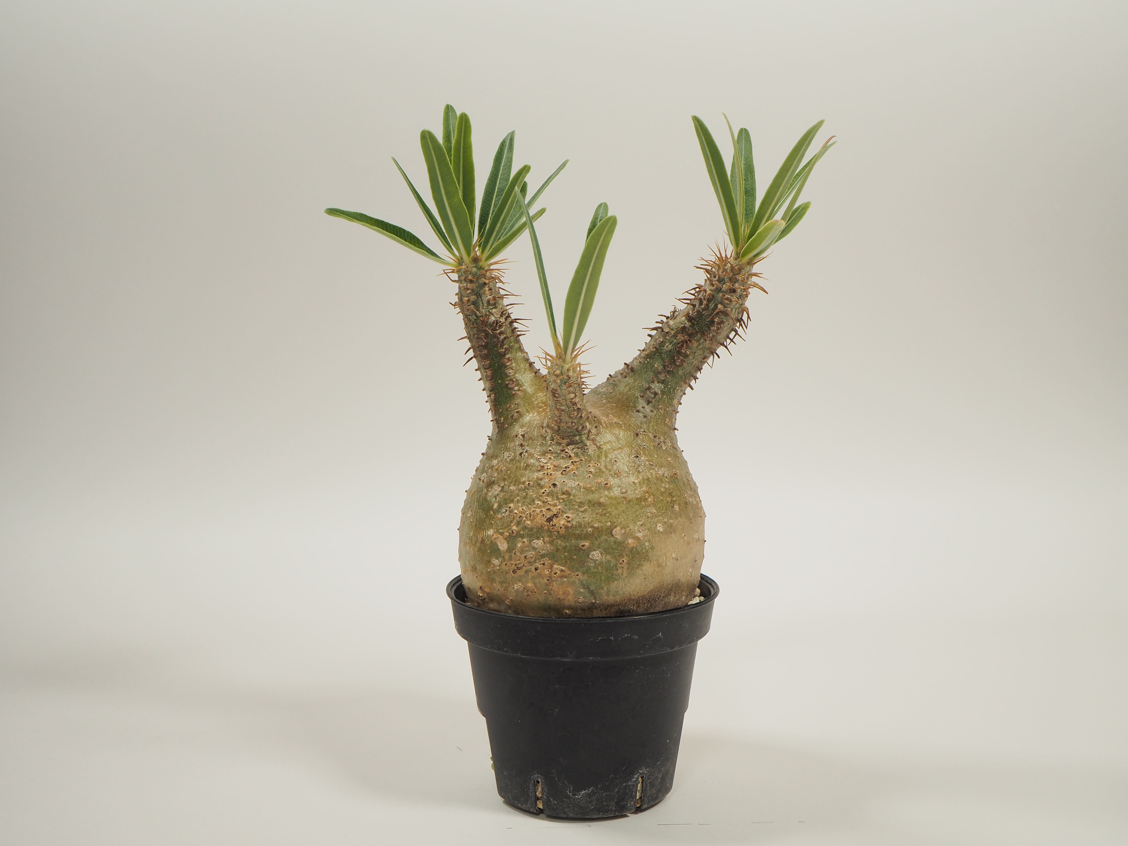 【赤肌まん丸】パキポディウム グラキリス / 現地球 赤肌まん丸】パキポディウム グラキリス / 現地球