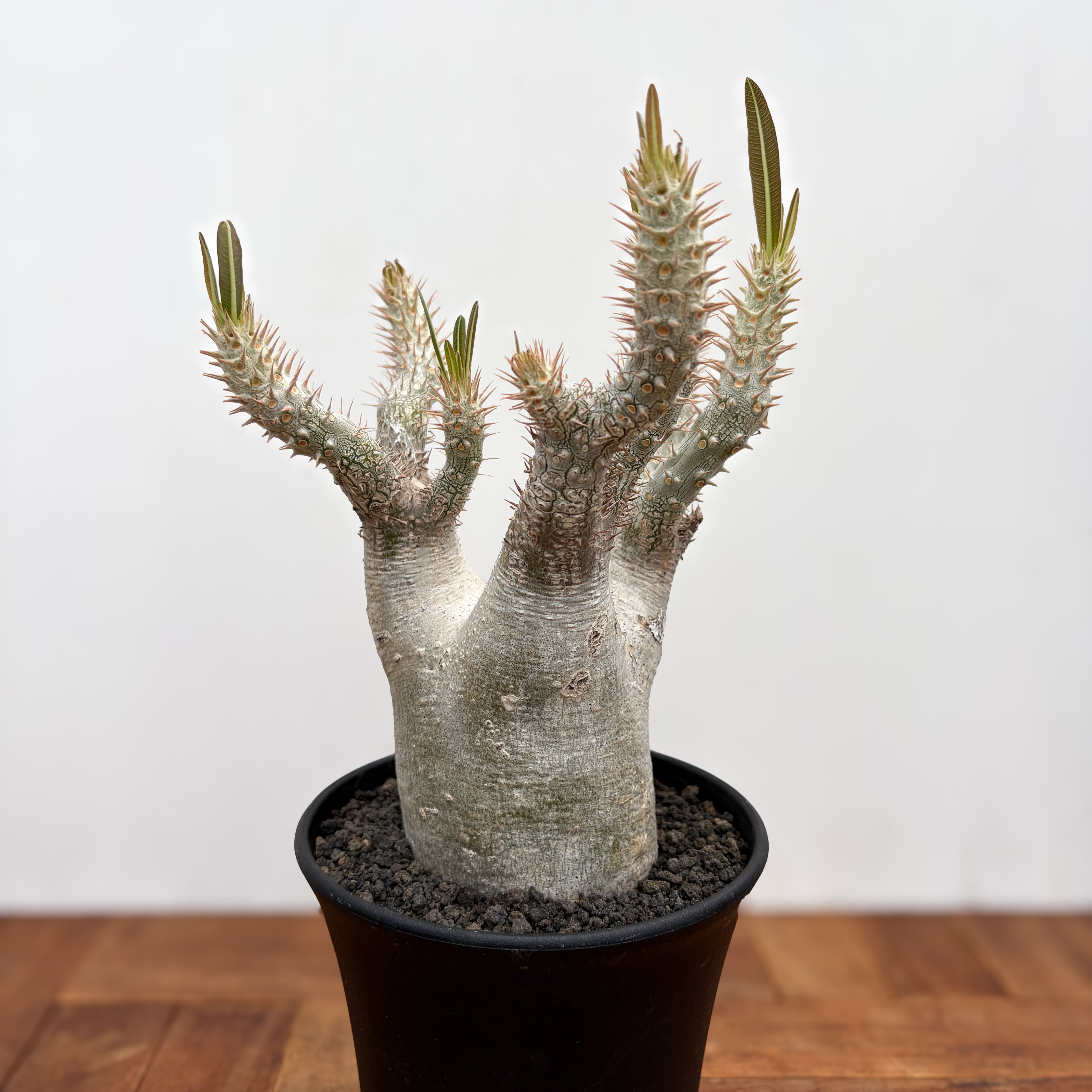 Pachypodium rosulatum var. inopinatum 【パキポディウム