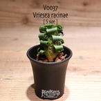 【送料無料】racinae〔フリーセア〕現品発送V0037