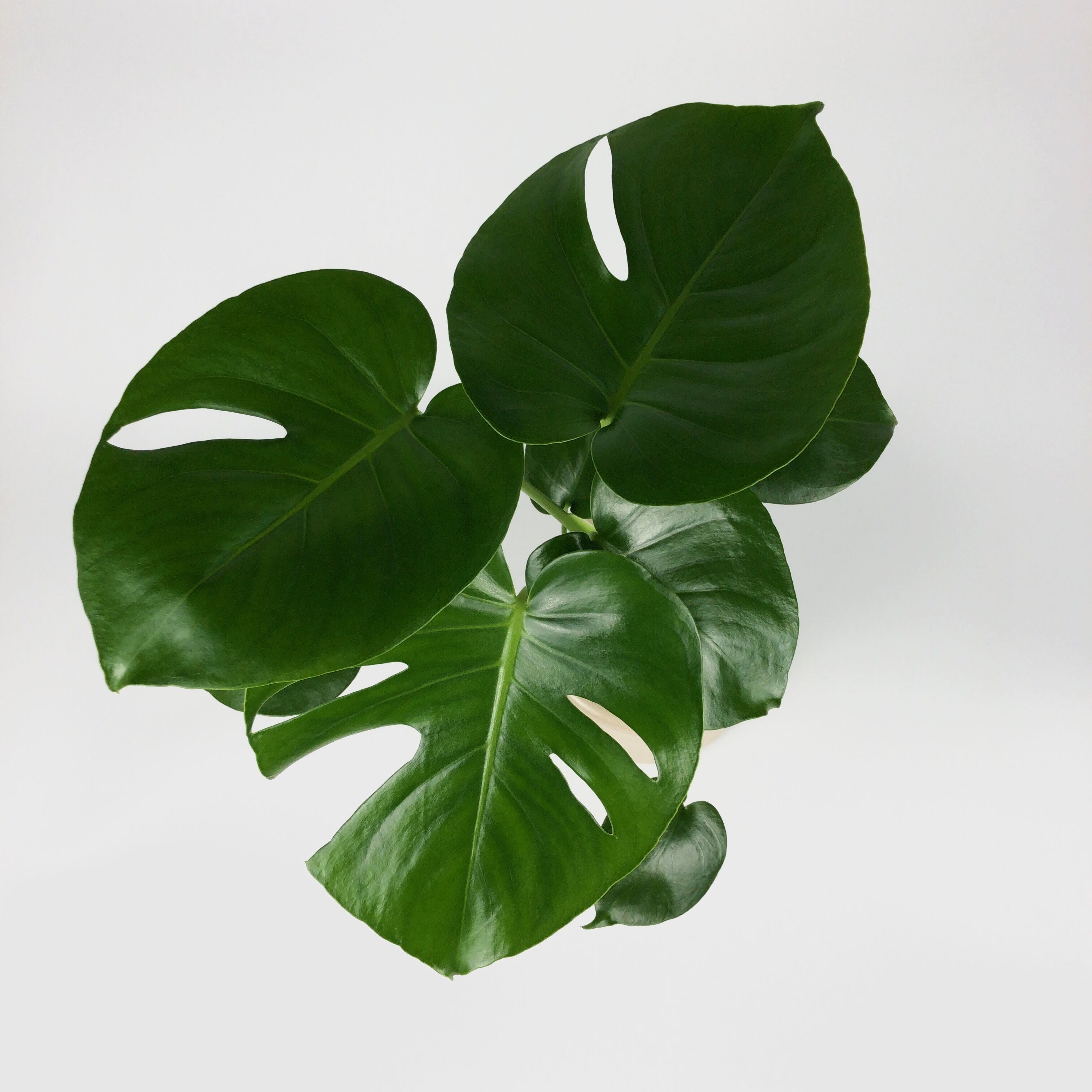 モンステラ mono × goto