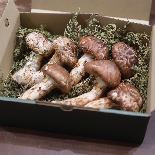シーズン限定品 【ひらき松茸 中】 400g