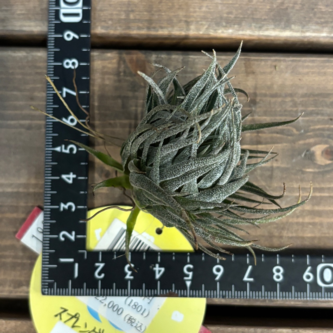 【BASE抽選販売(限定価格)】 チランジア　スプレンゲリアナ　XXL