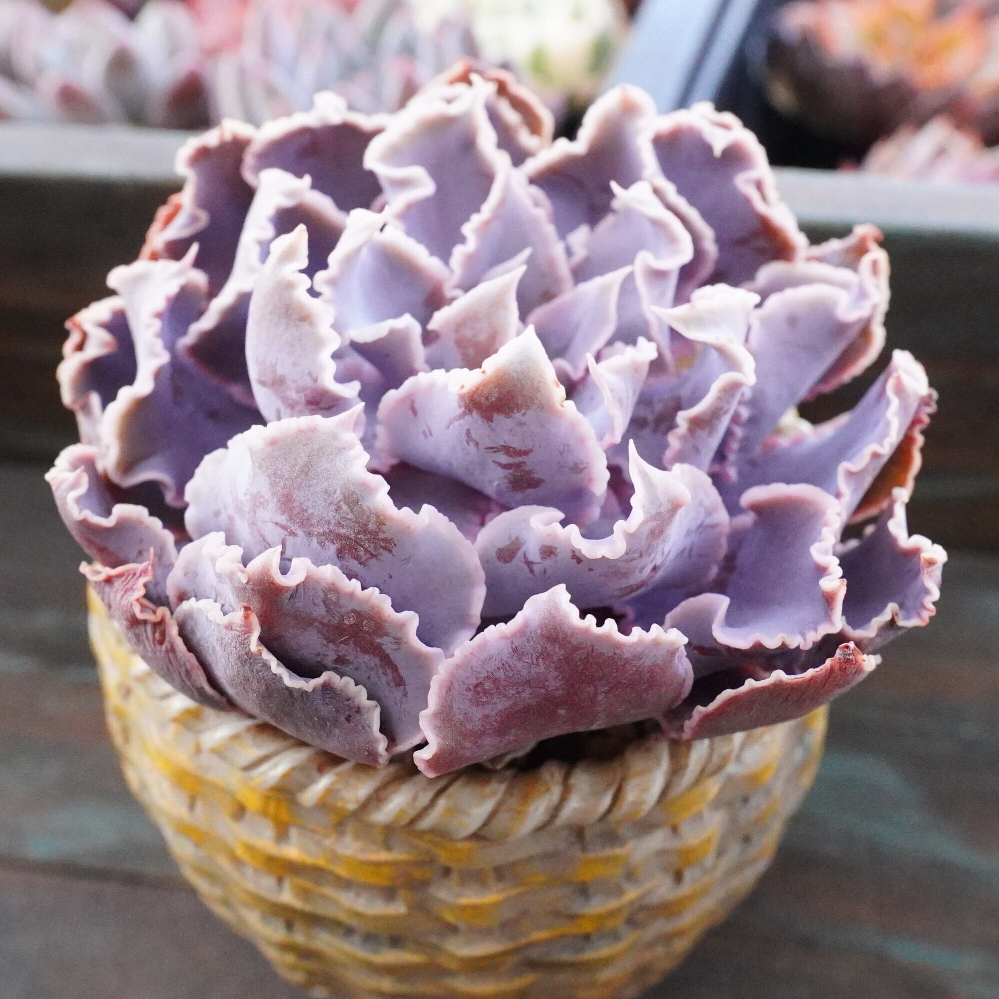 多肉植物 | E-TANIKU