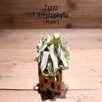 【送料無料】streptophylla M〔エアプランツ〕現品発送T3272