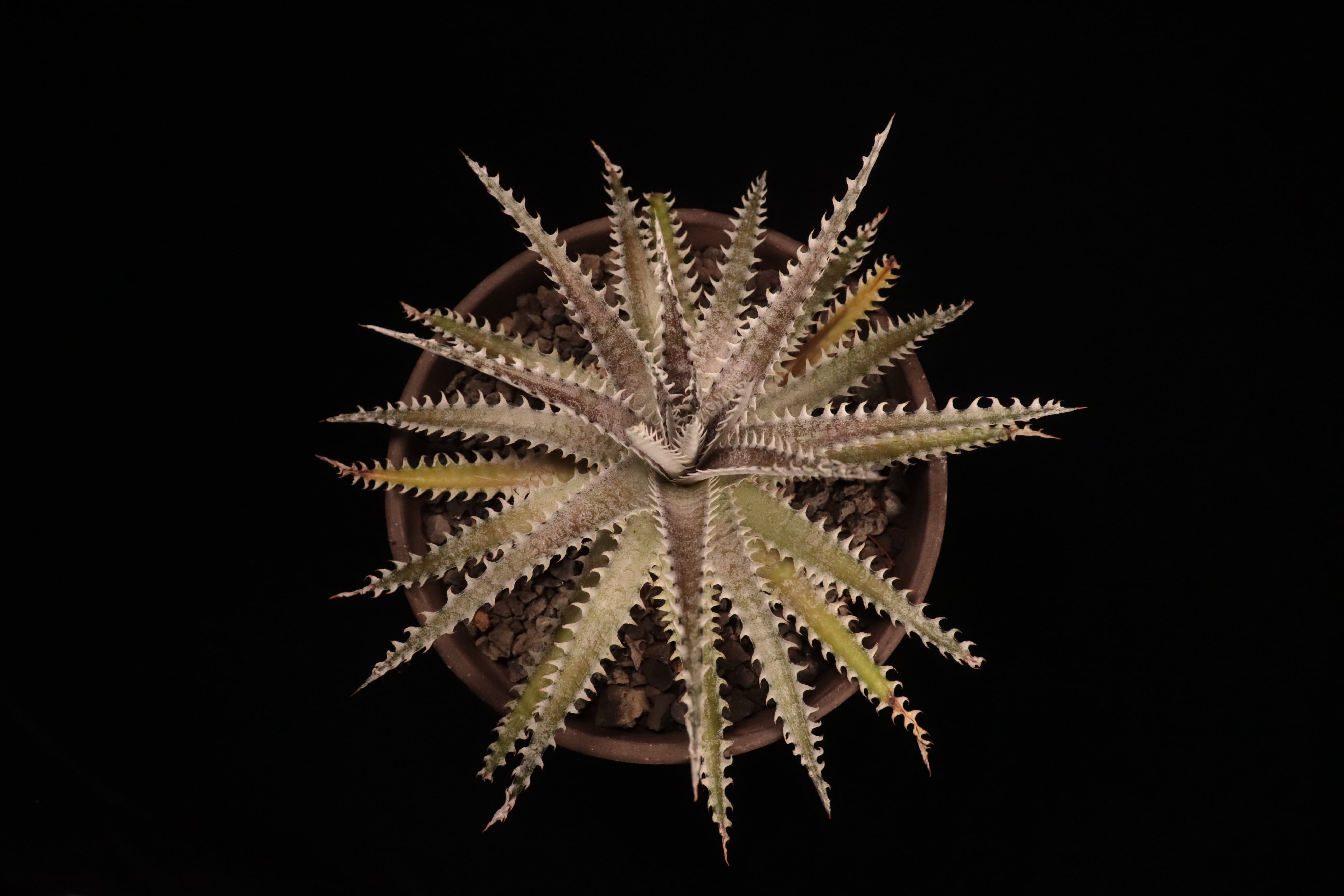 送料無料】 'Bill Paylen'〔ディッキア〕現品発送D0090 | plane plants