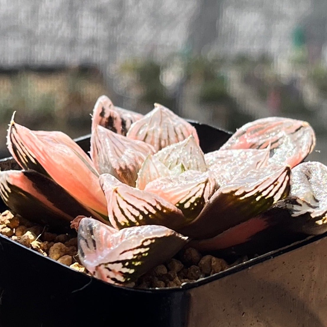 ハオルチア 玉潭寿錦 | mocono_plants