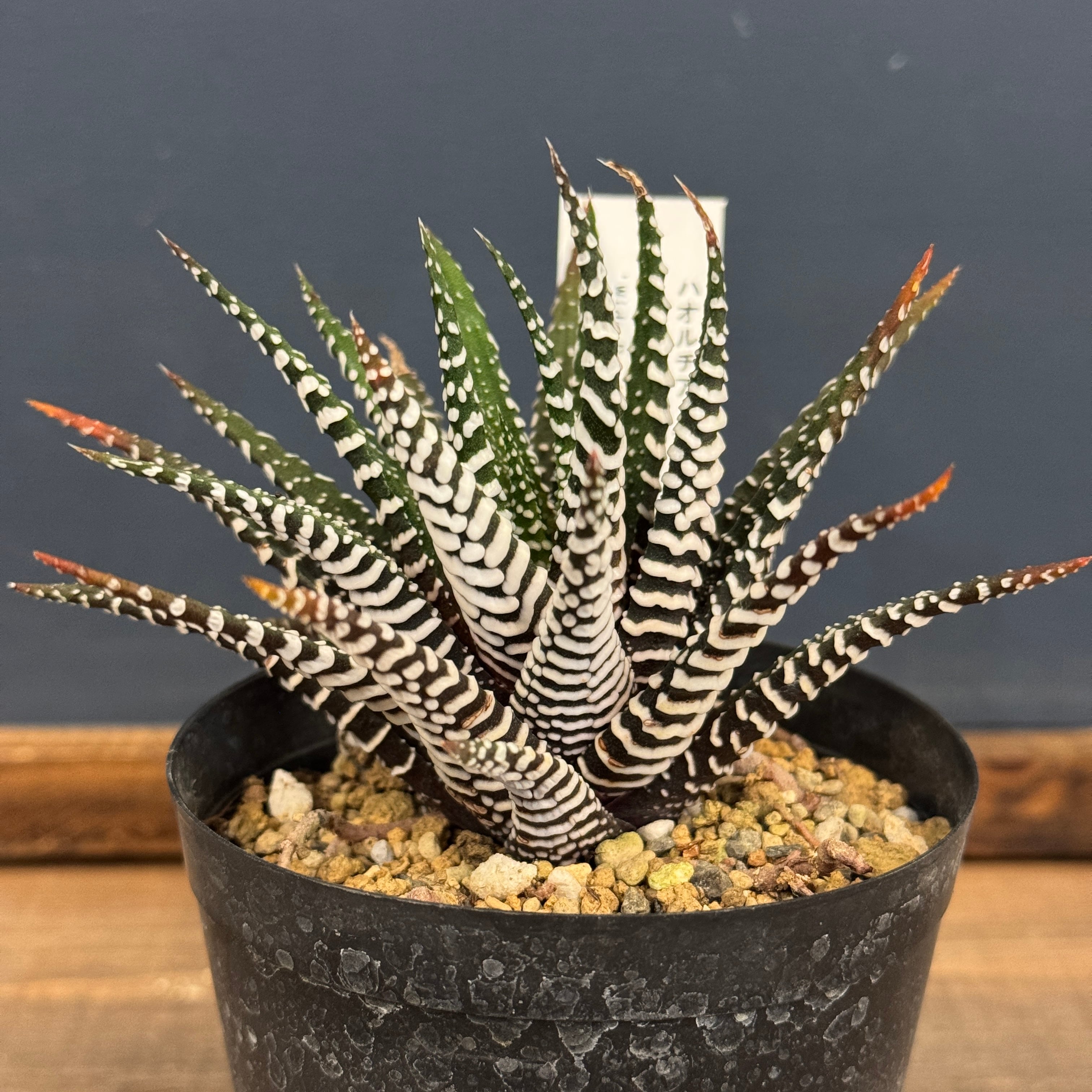 アガベ オテロイ 実生【229】 | PROTOLEAF プロトリーフ