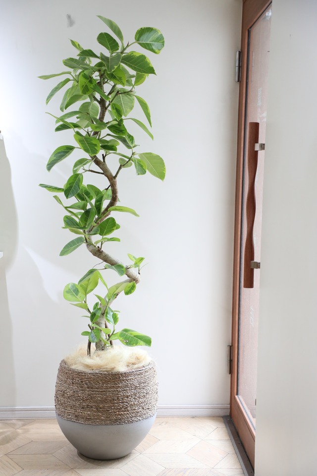 【L】【渋谷区周辺エリア/配送料無料】【175cm】フィカス アルテシマ/Ficus Altissima　※鉢カバー別