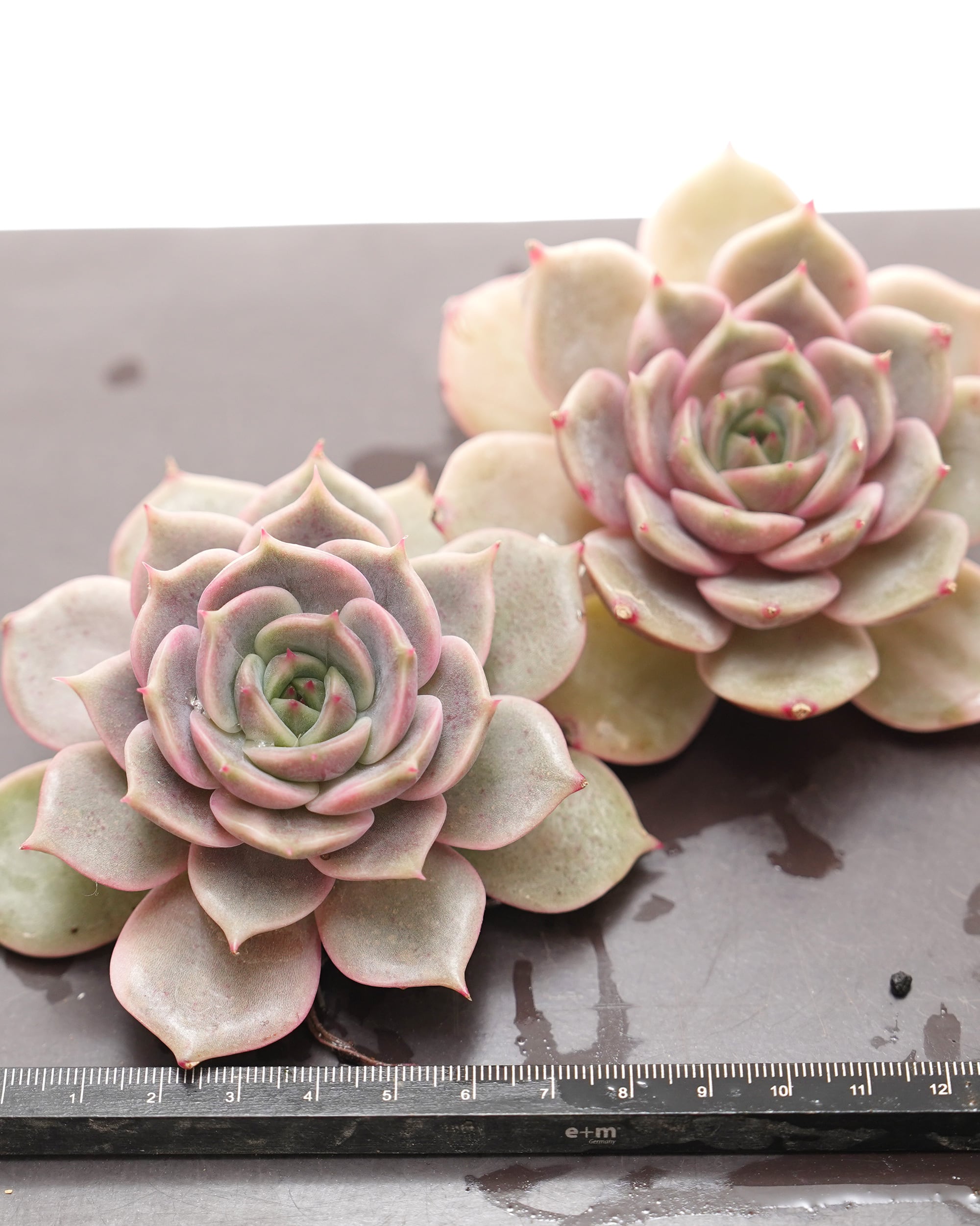 レア種・新品種 | PUKUBOOK SUCCULENTS