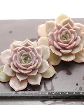 発根済カット苗 レイクバイカル錦 Echeveria 'Lake Baikal Variegated'
