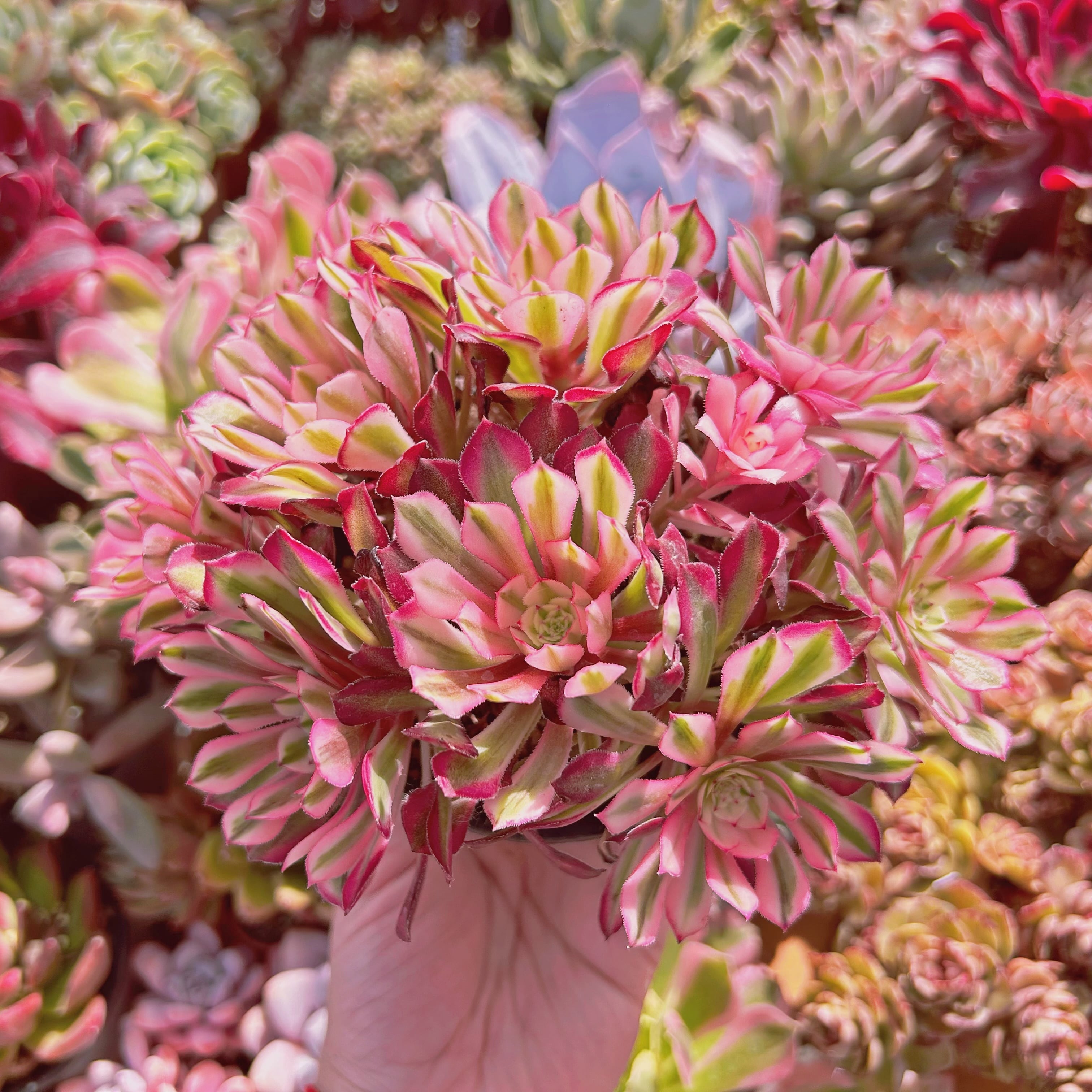 #306現物　多肉植物　Aeonium   ブラックチェリー　特大　抜き苗