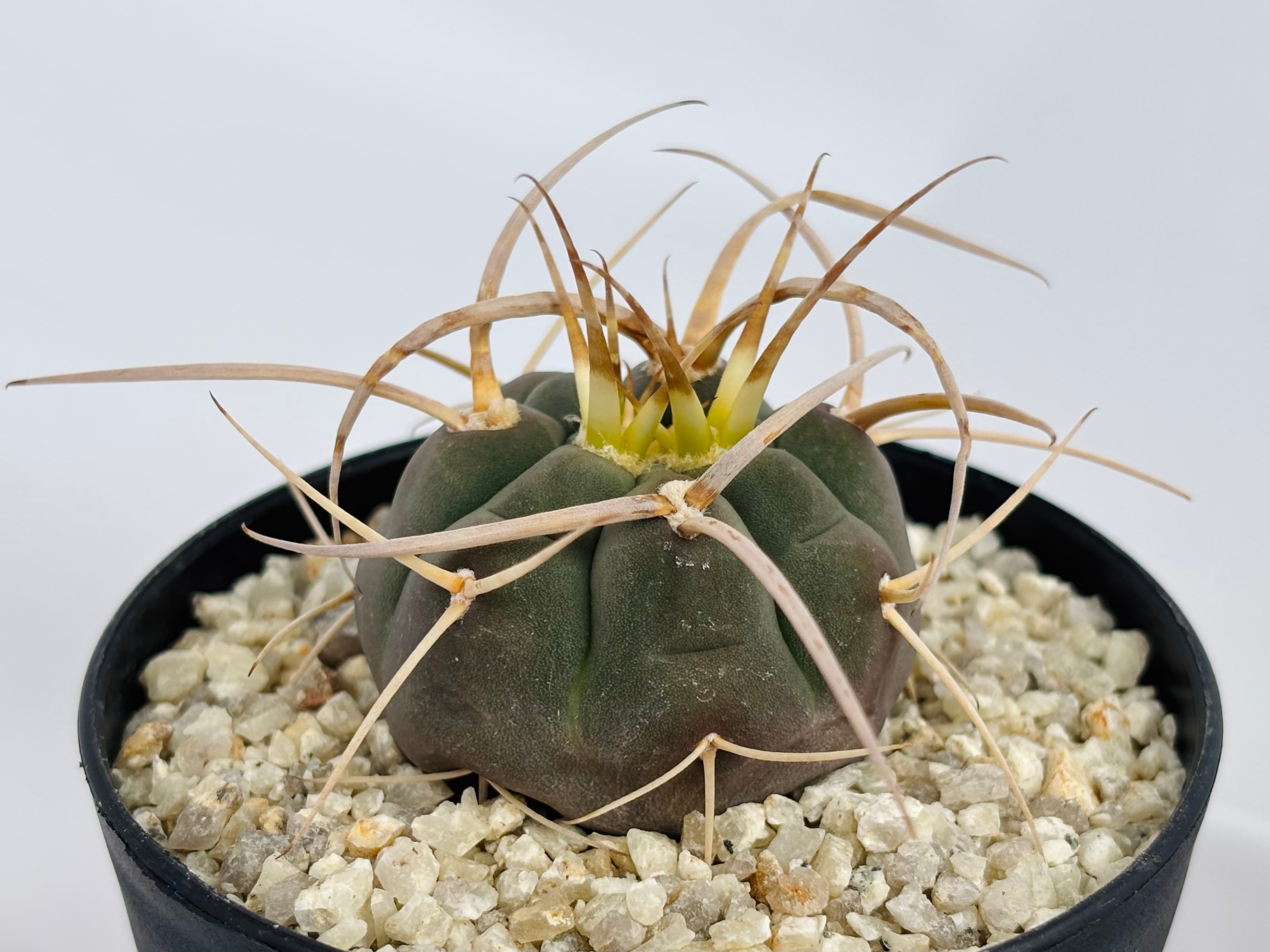 光琳玉　実生 Gymnocalycium cardenasianum ギムノカリキウム 光琳玉 サボテン