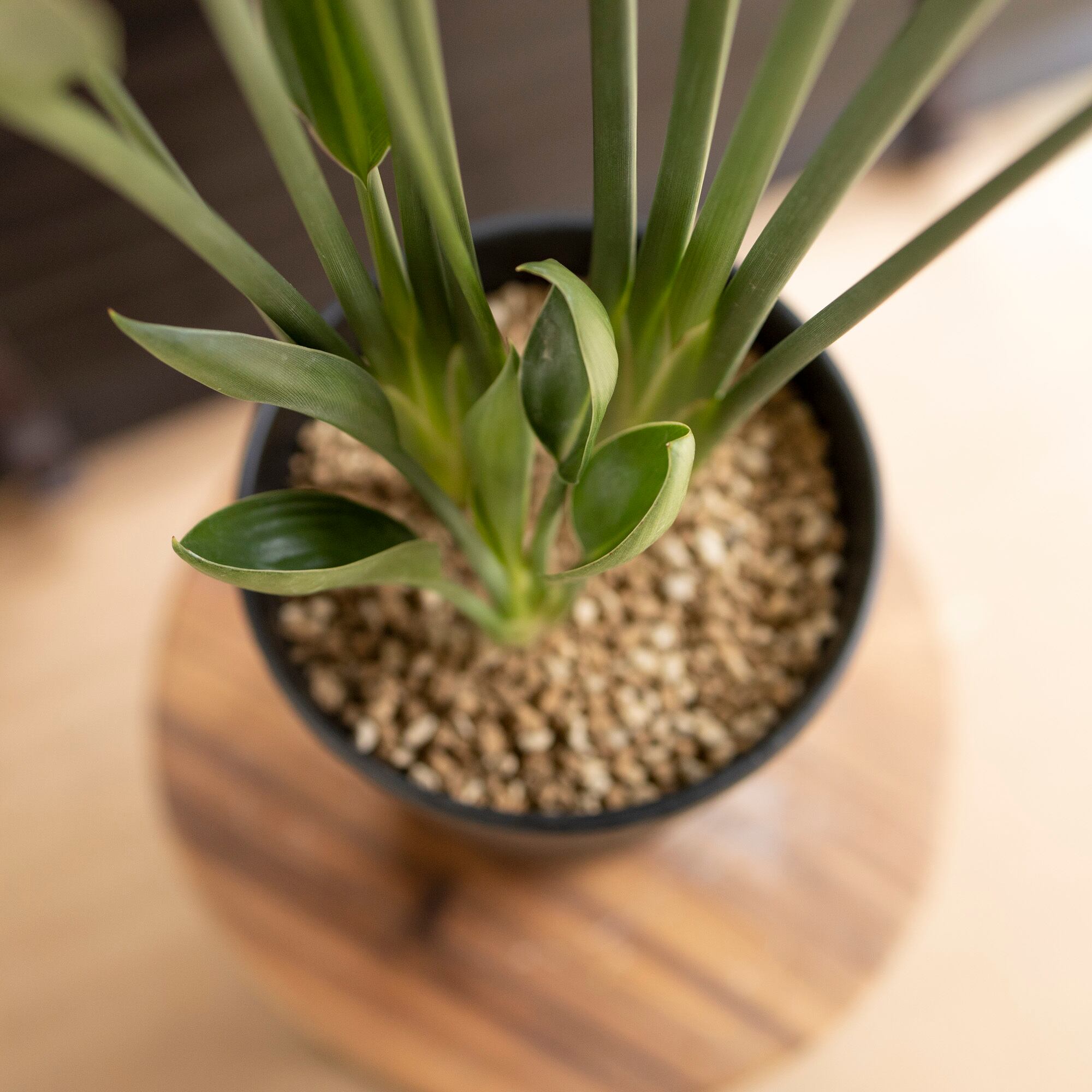 【現品】ストレチア・ノンリーフ(ストレリチア・ユンケア）9号鉢　TR番 現品】ストレチア・ノンリーフ(ストレリチア・ユンケア）9号鉢 TR番