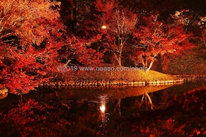 ライトアップされた秋の美しい紅葉風景