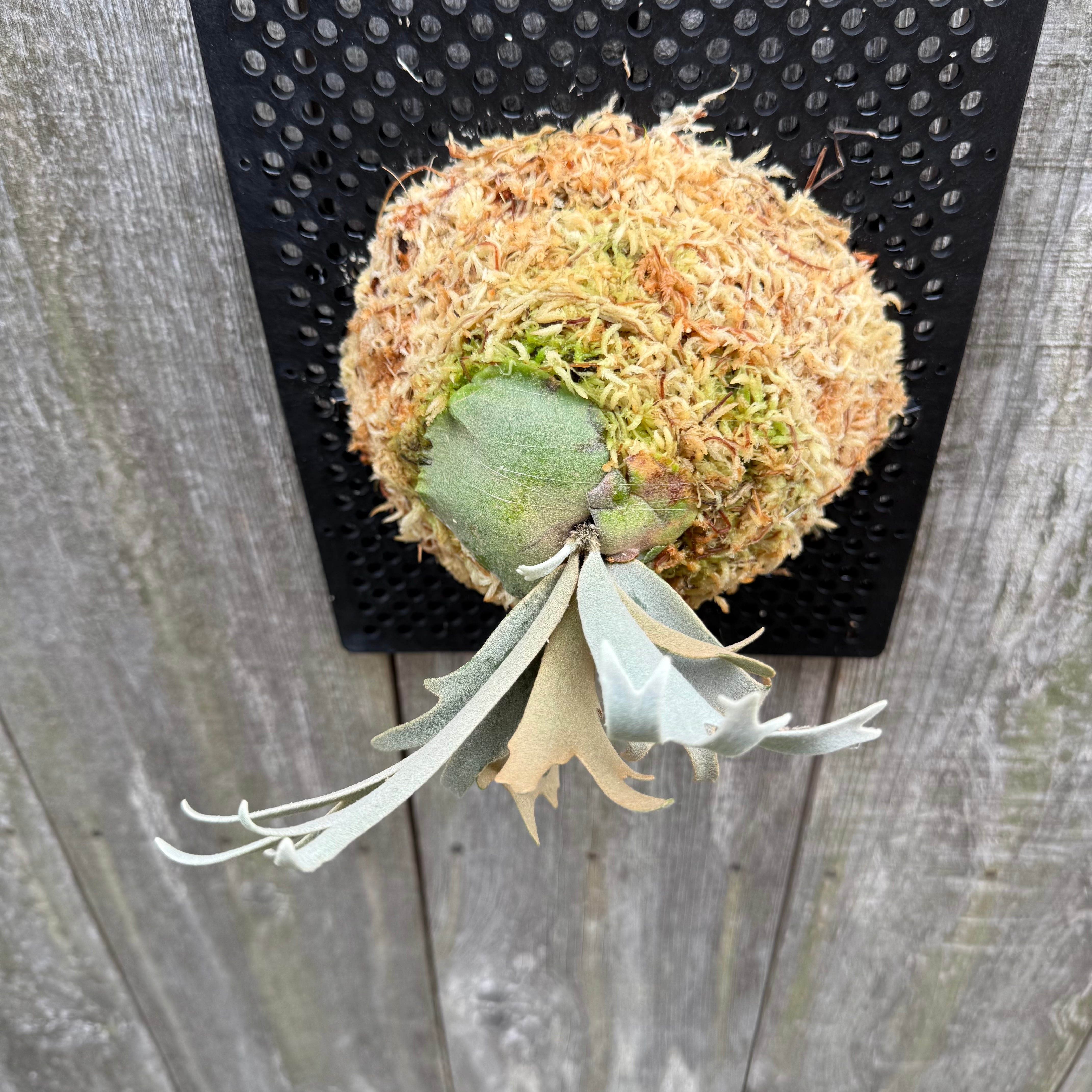 P. willinckii watchara sporelings dwarf (pup) | naturefix