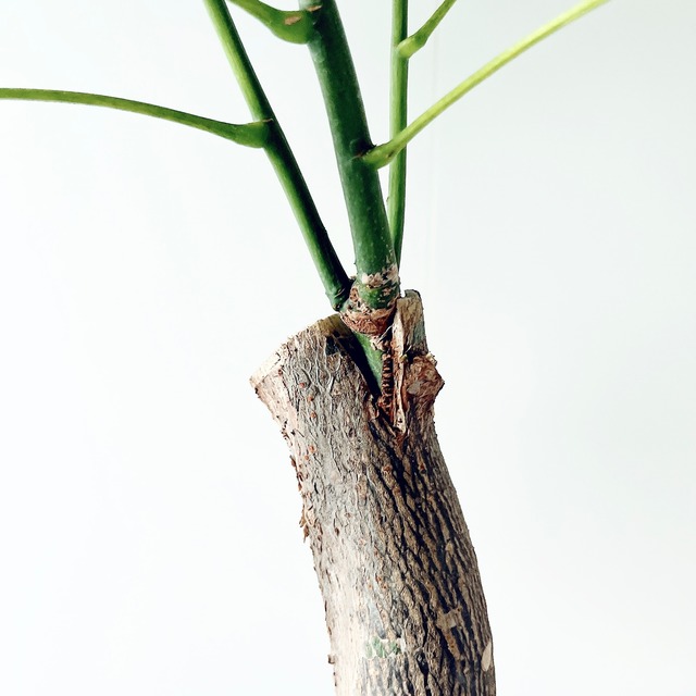 《希少》パキラ・ミルキーウェイ アートストーンポット 観葉植物 calm cafe