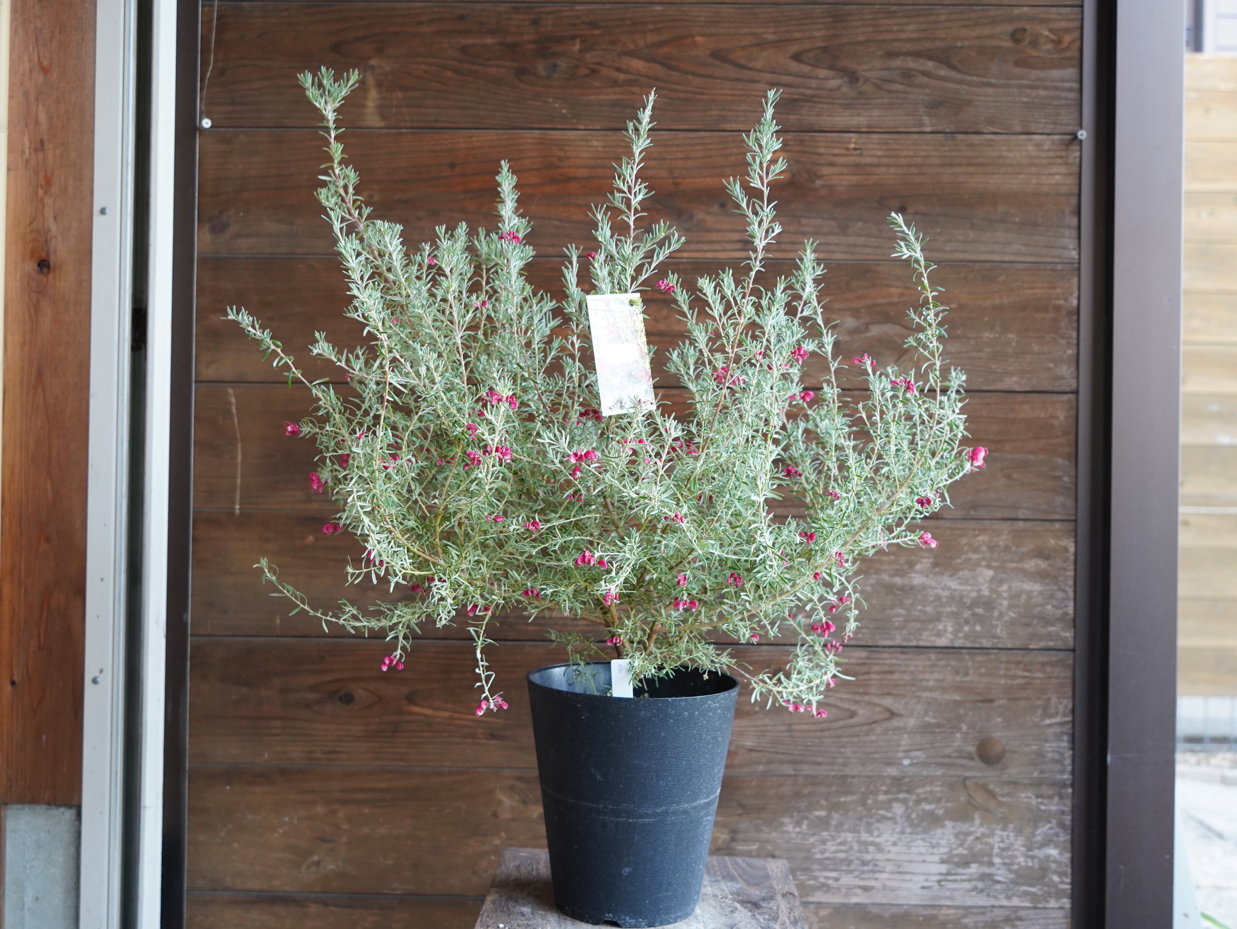 【現物】グレビレア　”プーリンダイルミナ”　B